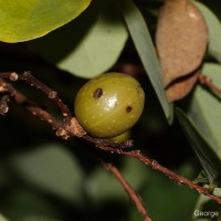 Cleistanthus collinus (Roxb.) Benth. ex Hook.f.